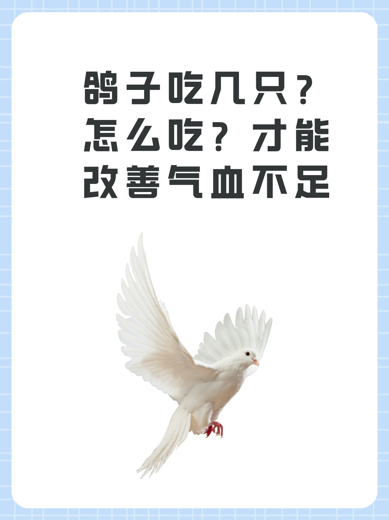 道理我都懂但是鸽子为什么这么大探究鸽子为何如此硕大-第1张图片