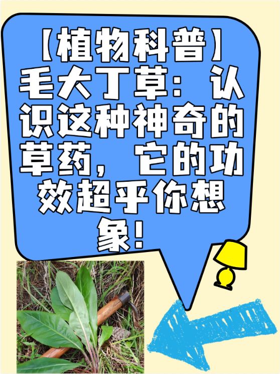 探索久草黄色背后的文化与艺术-第1张图片