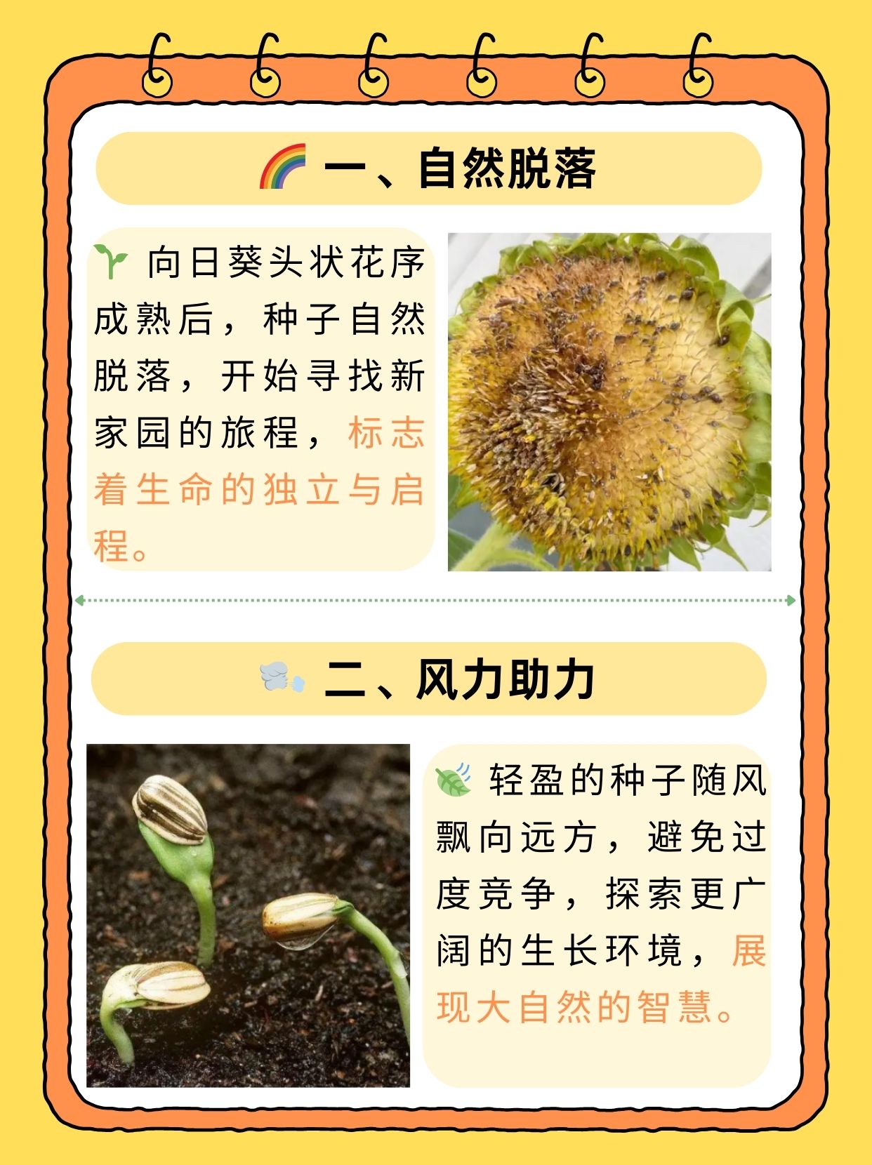 探索向日葵视频，无限看片破解的可能性-第1张图片