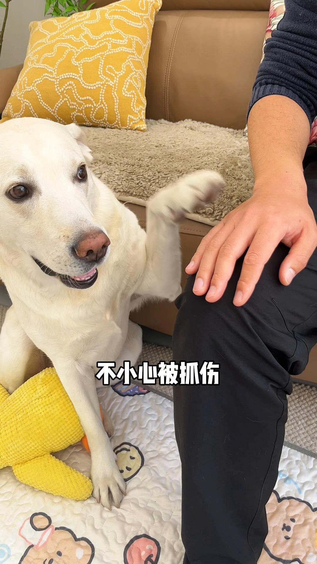 面对狗狗太大的挑战，我的内心挣扎与成长