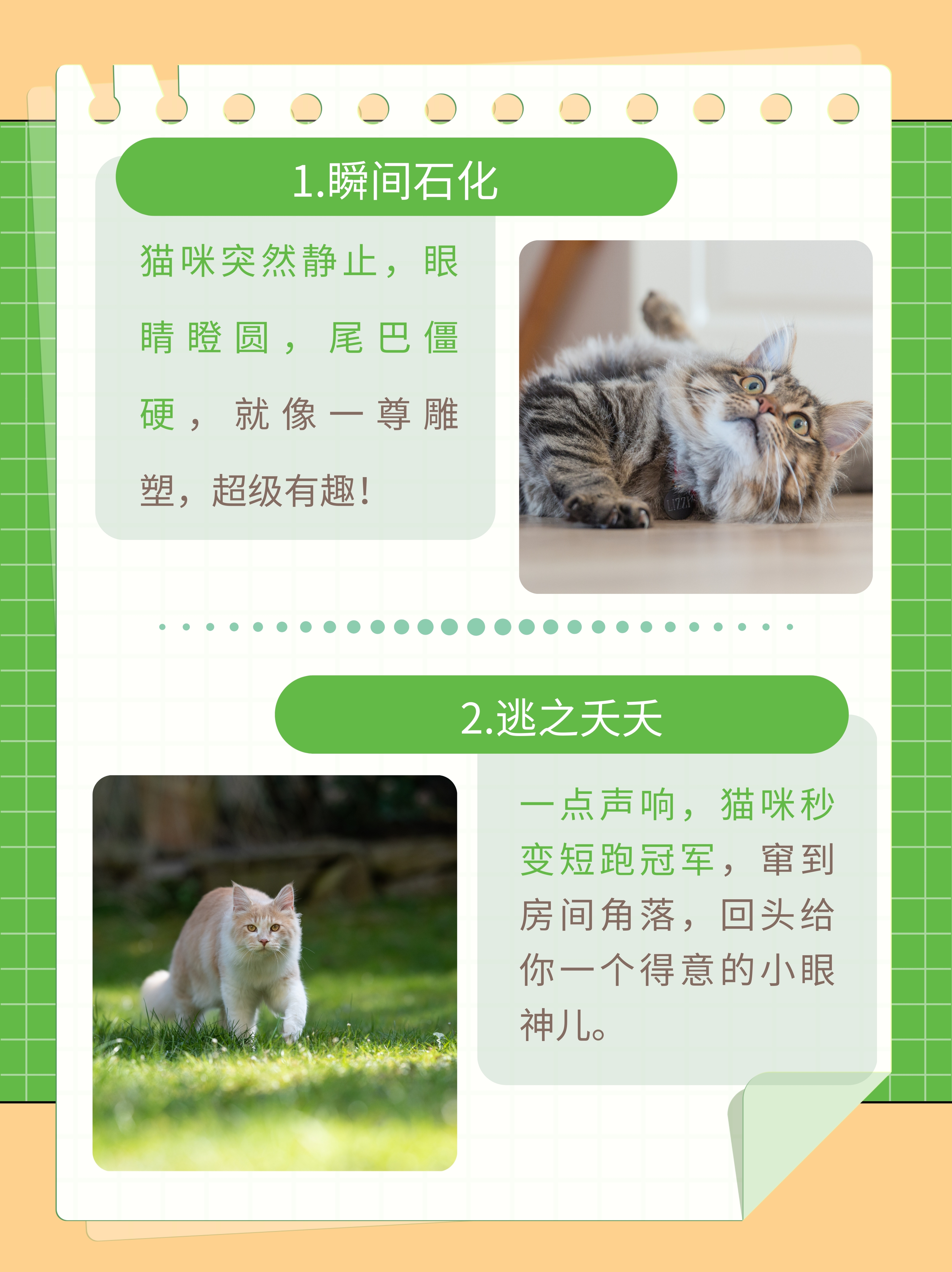 老版猫咪3.0.1老版猫咪3.0.1，回忆与体验的交织-第2张图片