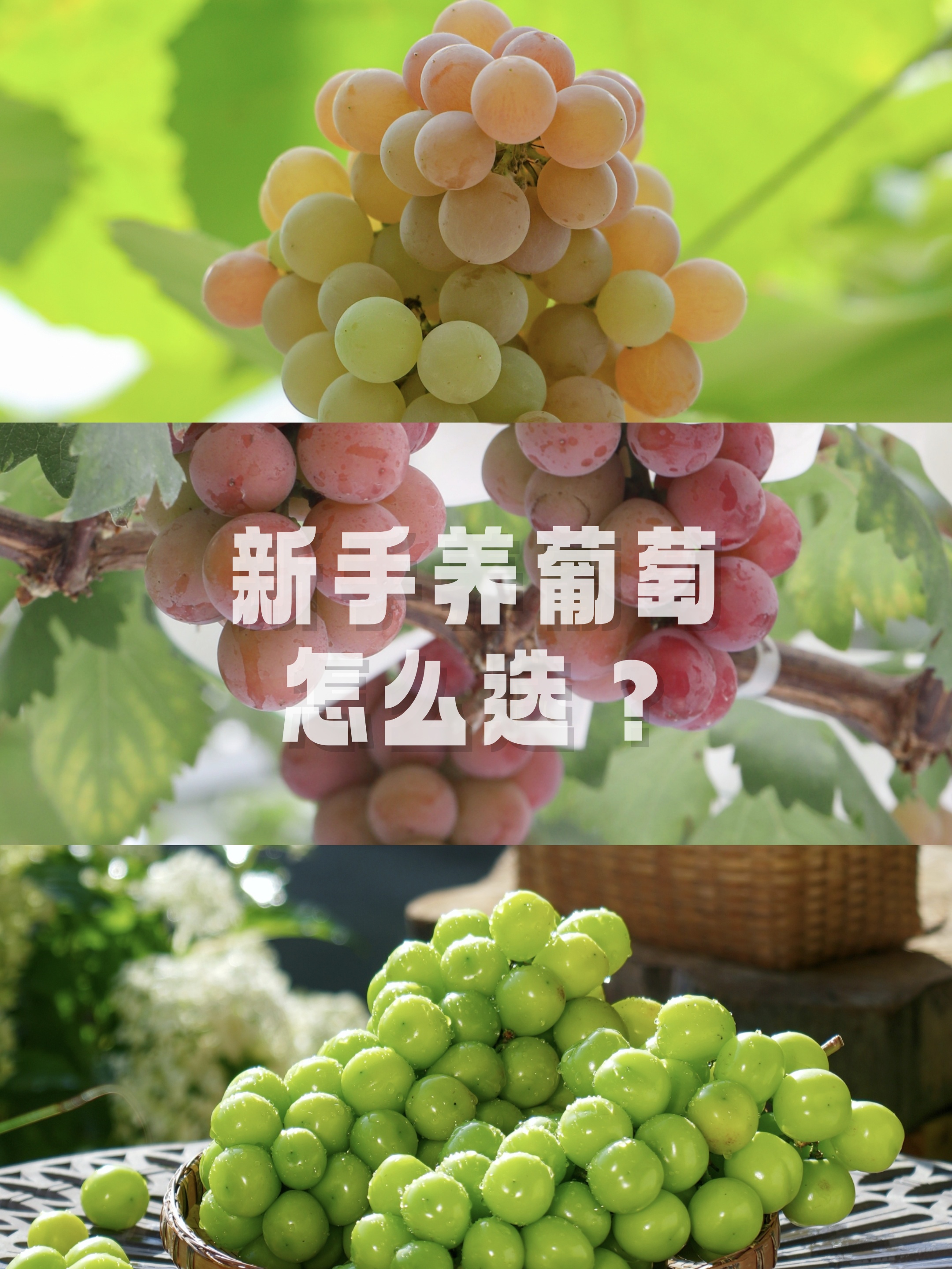 葡萄不能夹烂了也不能掉出来葡萄的优雅夹持，如何确保葡萄不夹烂且不落出
