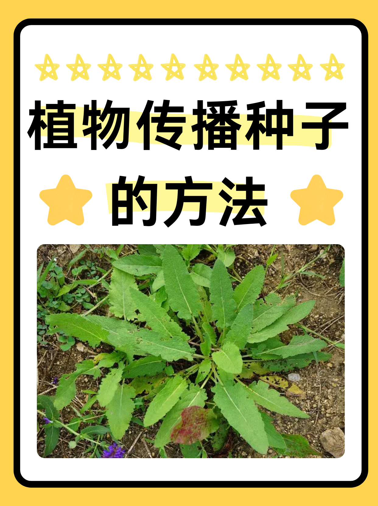 你懂得——种子之奥秘