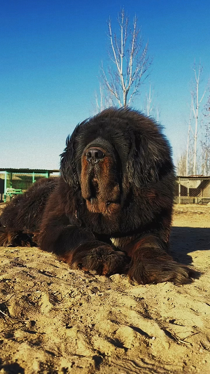 两只藏獒的电影叫什么藏獒之秘，双犬共舞的独特体验-第1张图片