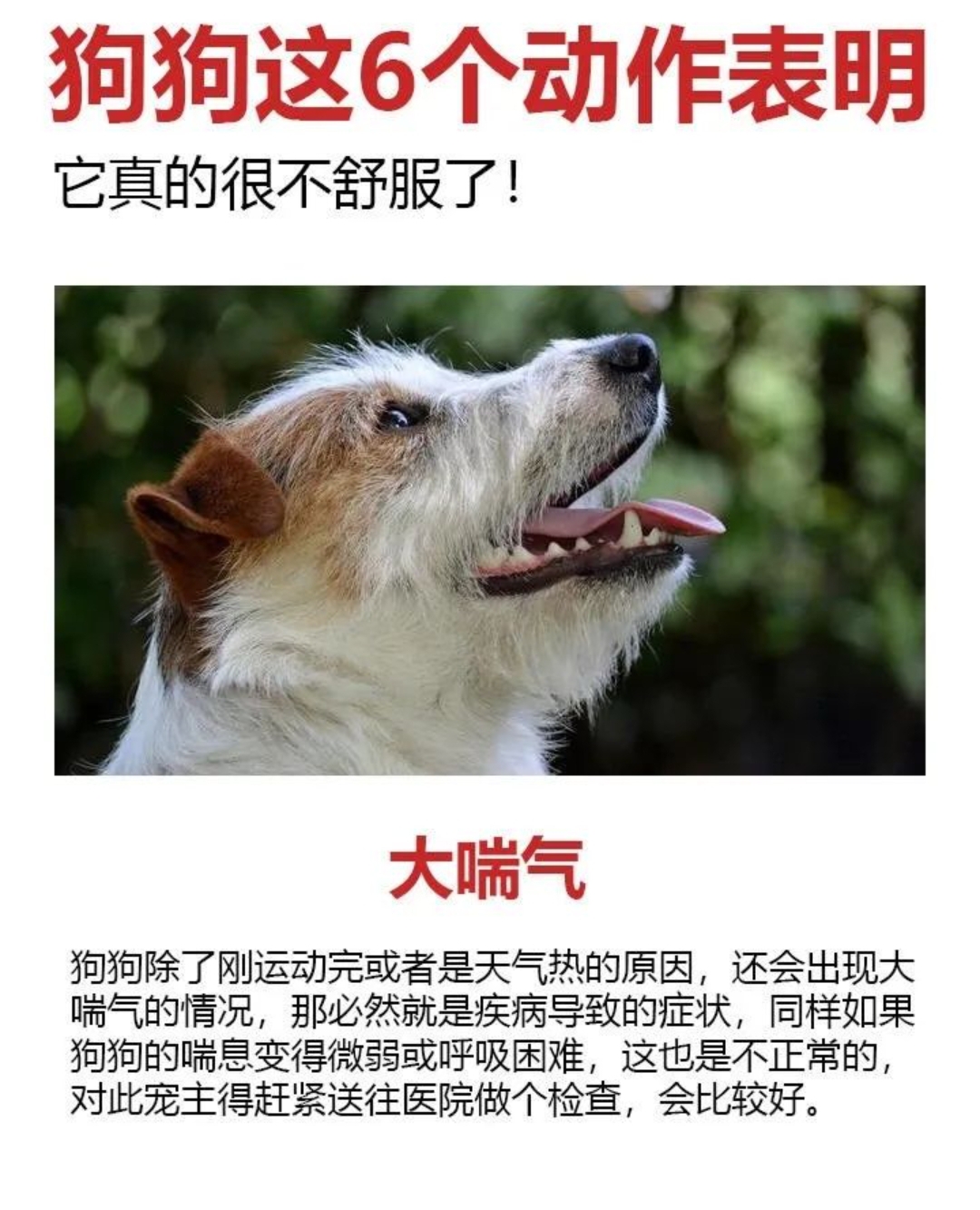 狗狗 又长又烫狗狗的魅力，又长又烫的毛发下的故事-第2张图片