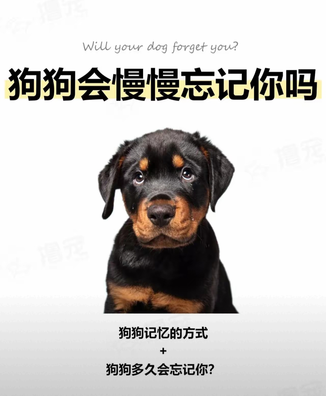 老公不在和家里的狗爱爱了老公不在，家中的忠诚伴侣——我们的狗-第2张图片