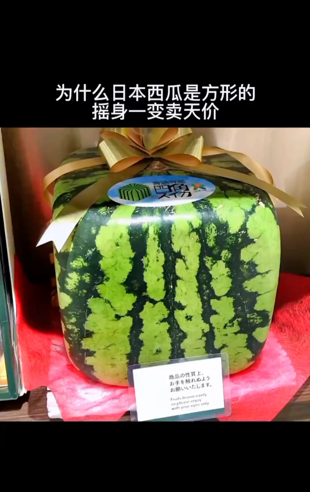 草莓樱桃丝瓜绿巨人秋葵大全草莓樱桃丝瓜绿巨人秋葵，一场味觉与营养的盛宴-第1张图片