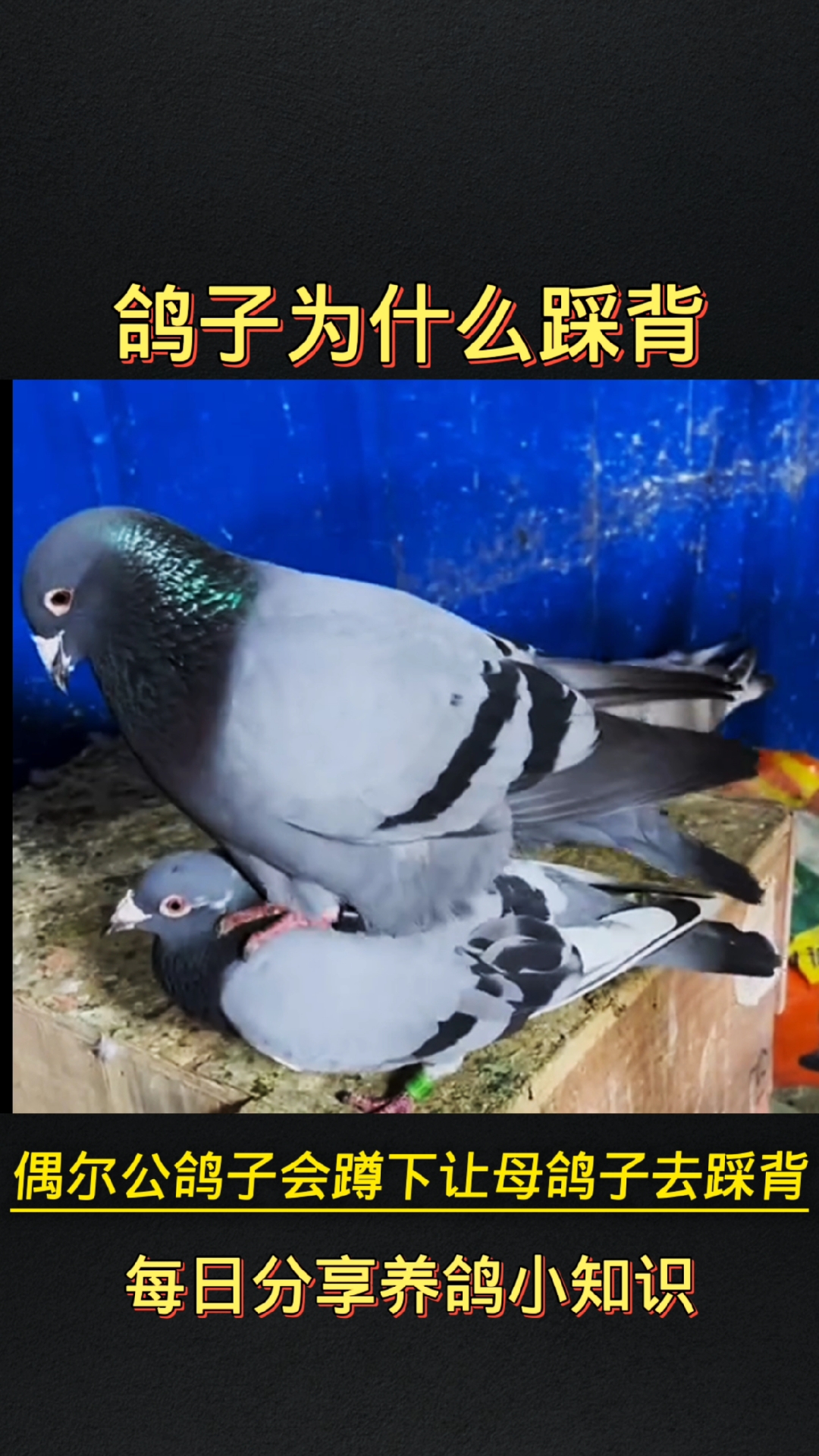 鸽子走路为何要点头？-第1张图片