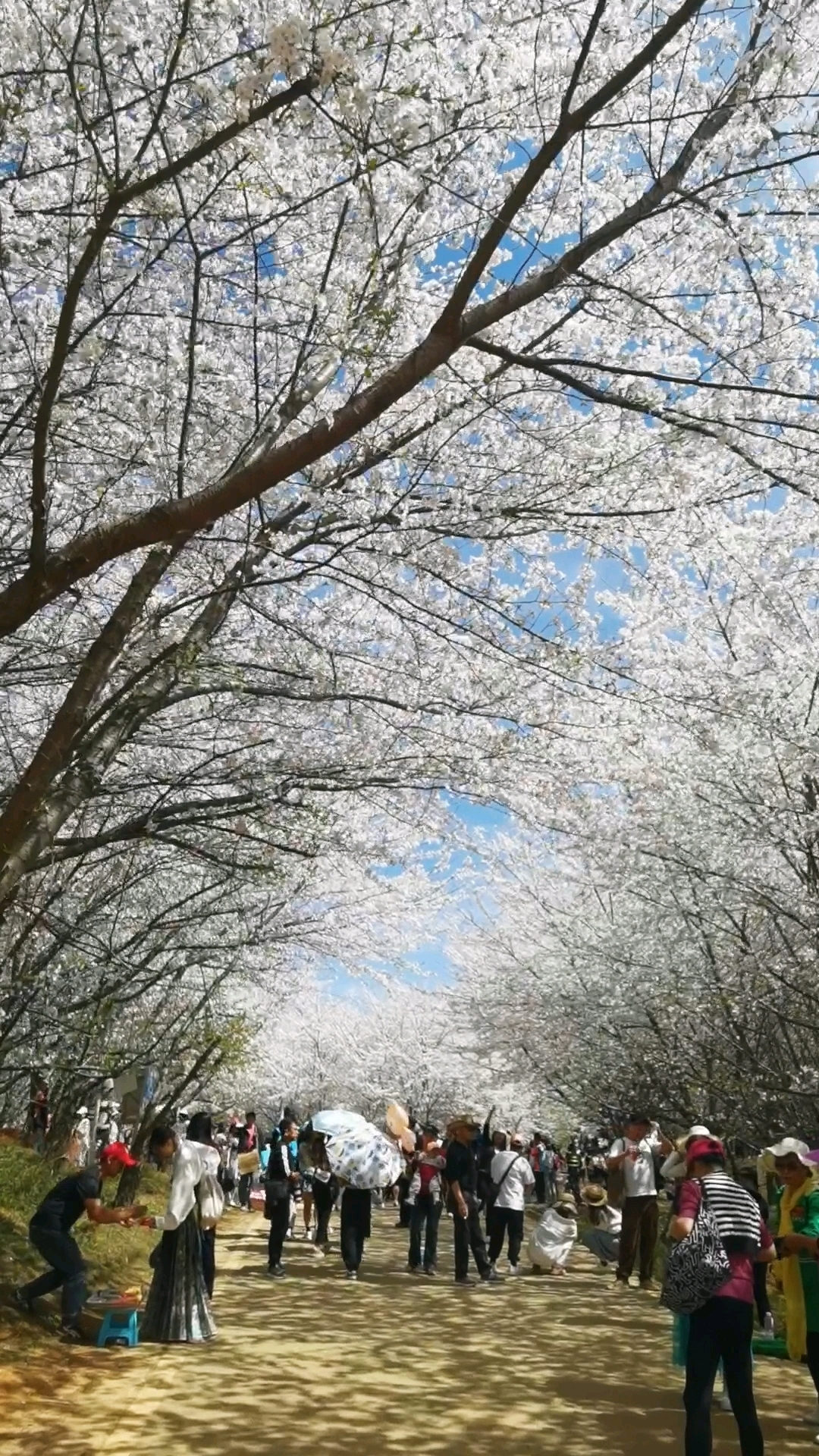 樱花视频樱花直播樱花视频与樱花直播，探索现代网络直播的魅力-第1张图片