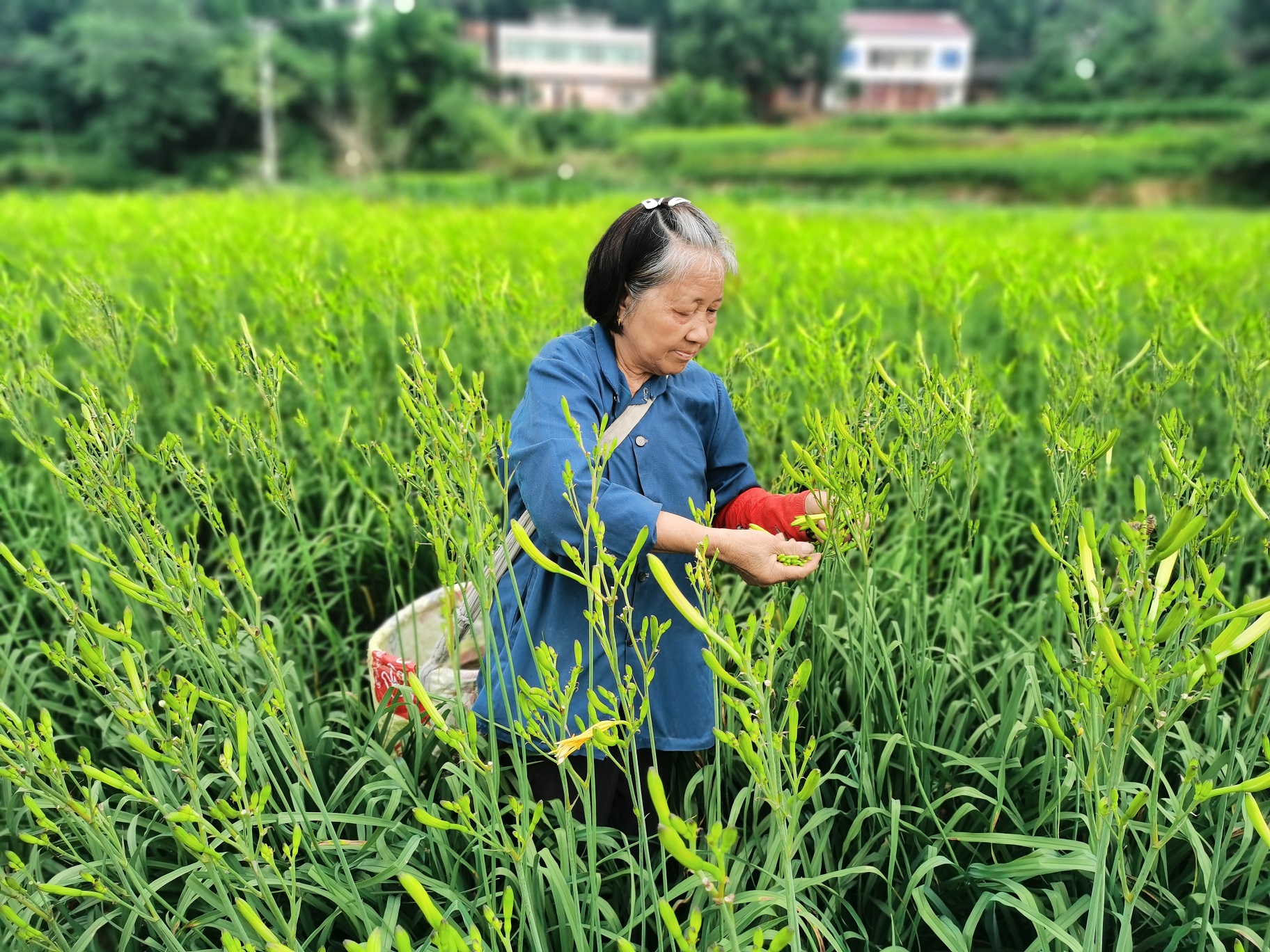 忘忧草视频资源在线观看，探索快乐与放松的数字世界-第2张图片