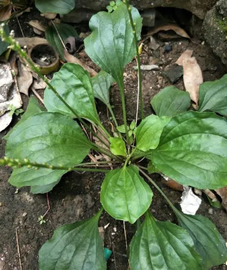 野草一二三乱码区地址野草一二三与乱码区地址的探索