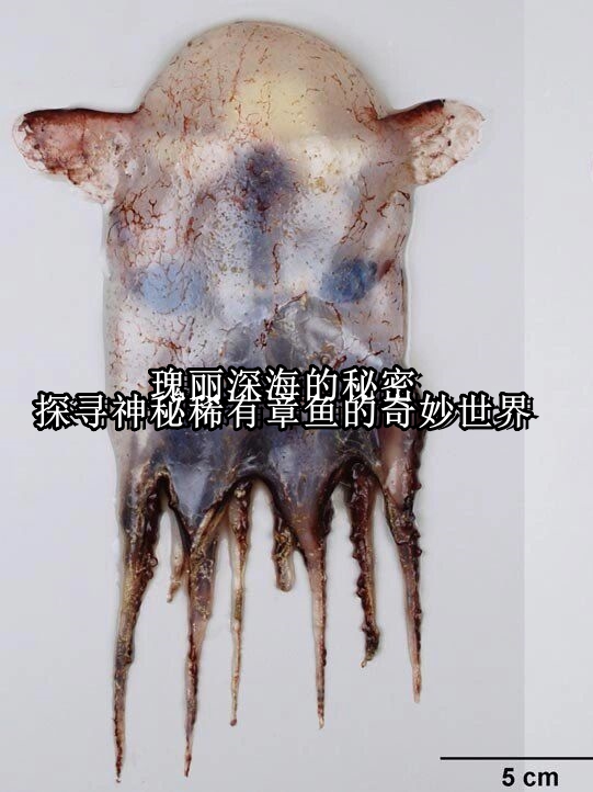 探寻神秘之音——呦香8与黝黝狖的传说-第1张图片