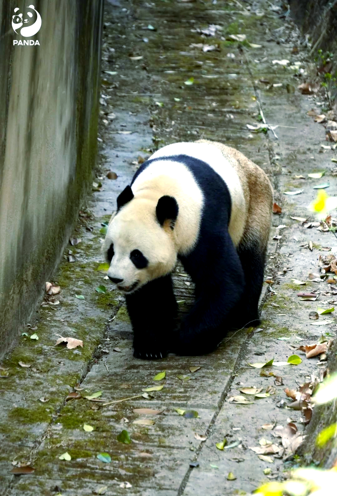 步态蹒跚什么意思啊代表什么动物步态蹒跚，行走中的故事与解读-第1张图片