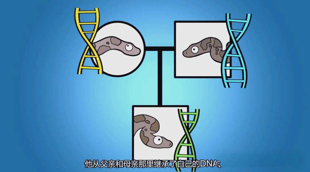 探索人与马之间的基因奥秘，人和马的DNA研究-第1张图片