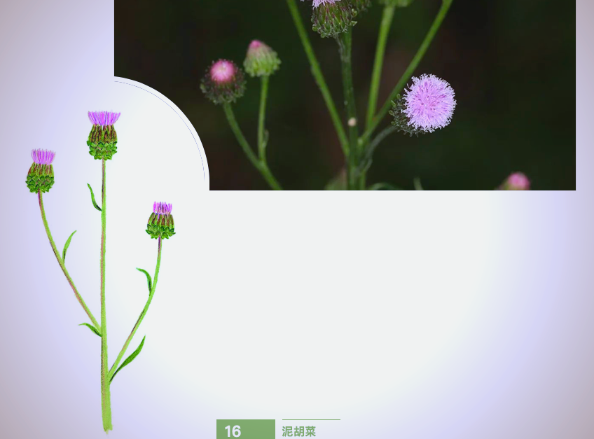 野花社区在线观看免费资源探索