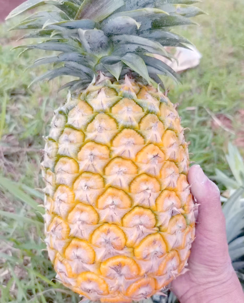 菠萝菠萝蜜高清视频的魅力与探索