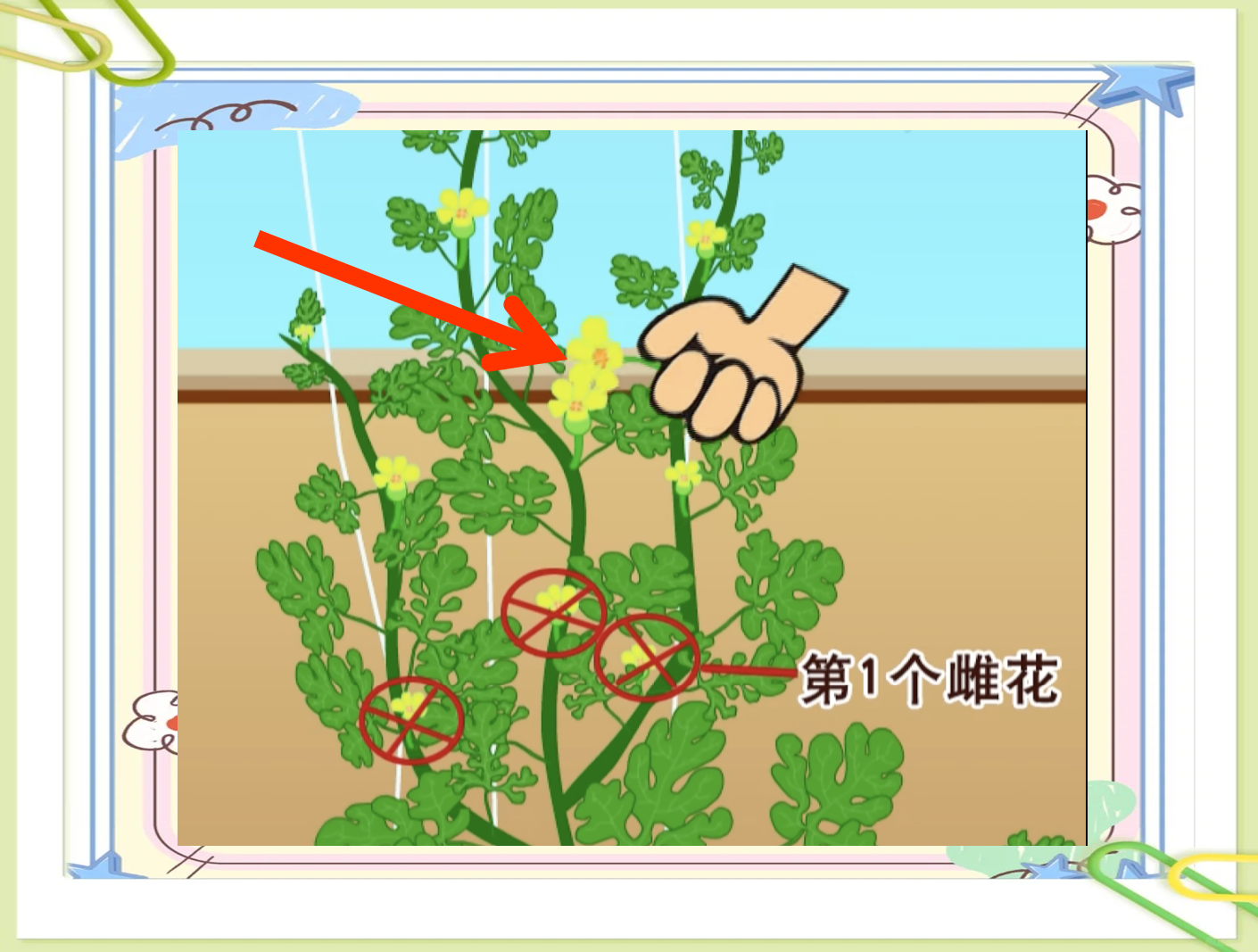 老李西瓜里干小花对西瓜的影响是什么老李的西瓜园中，小花对西瓜生长的影响