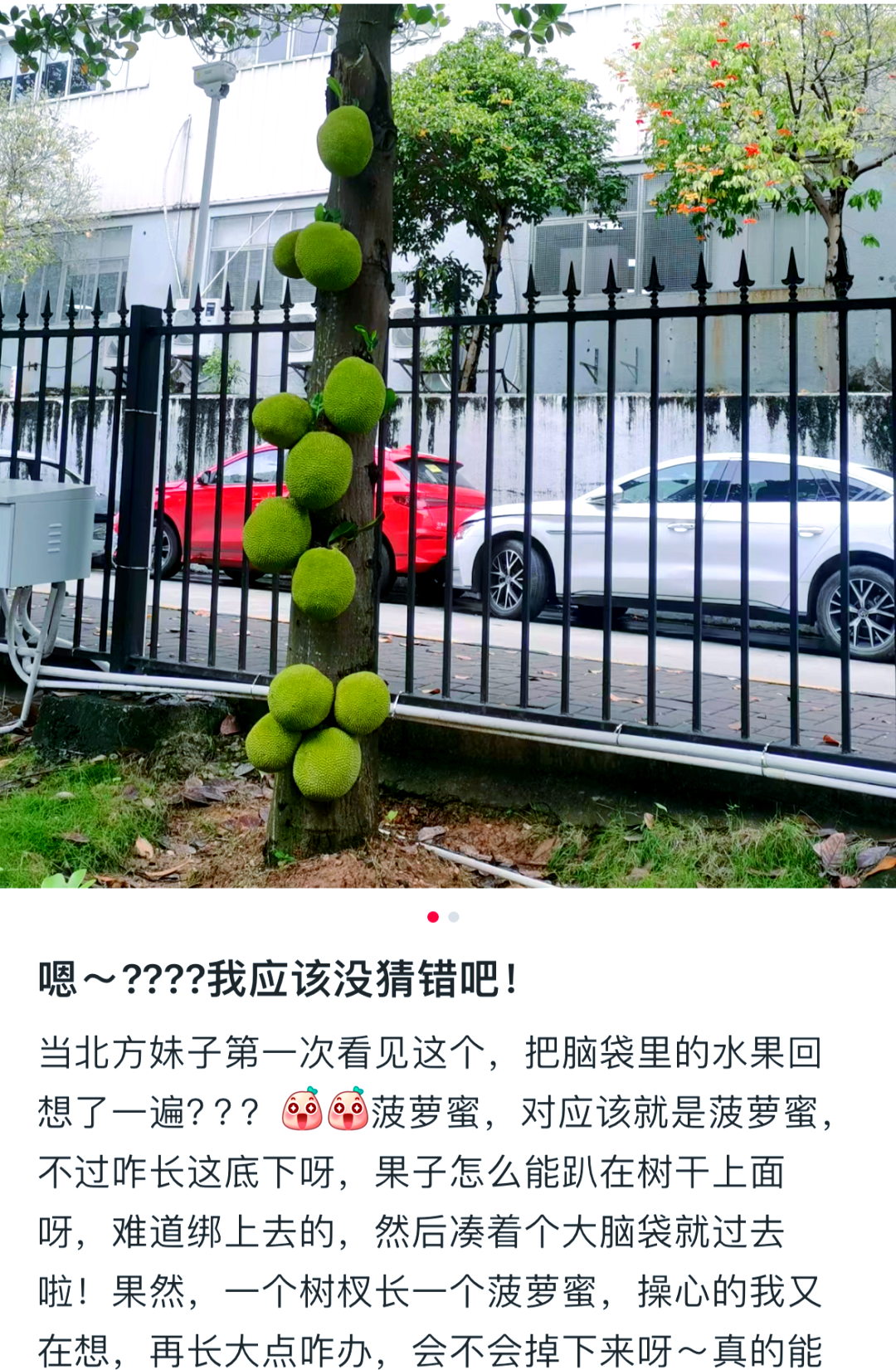 菠萝蜜与夜间视频的探索之旅-第2张图片