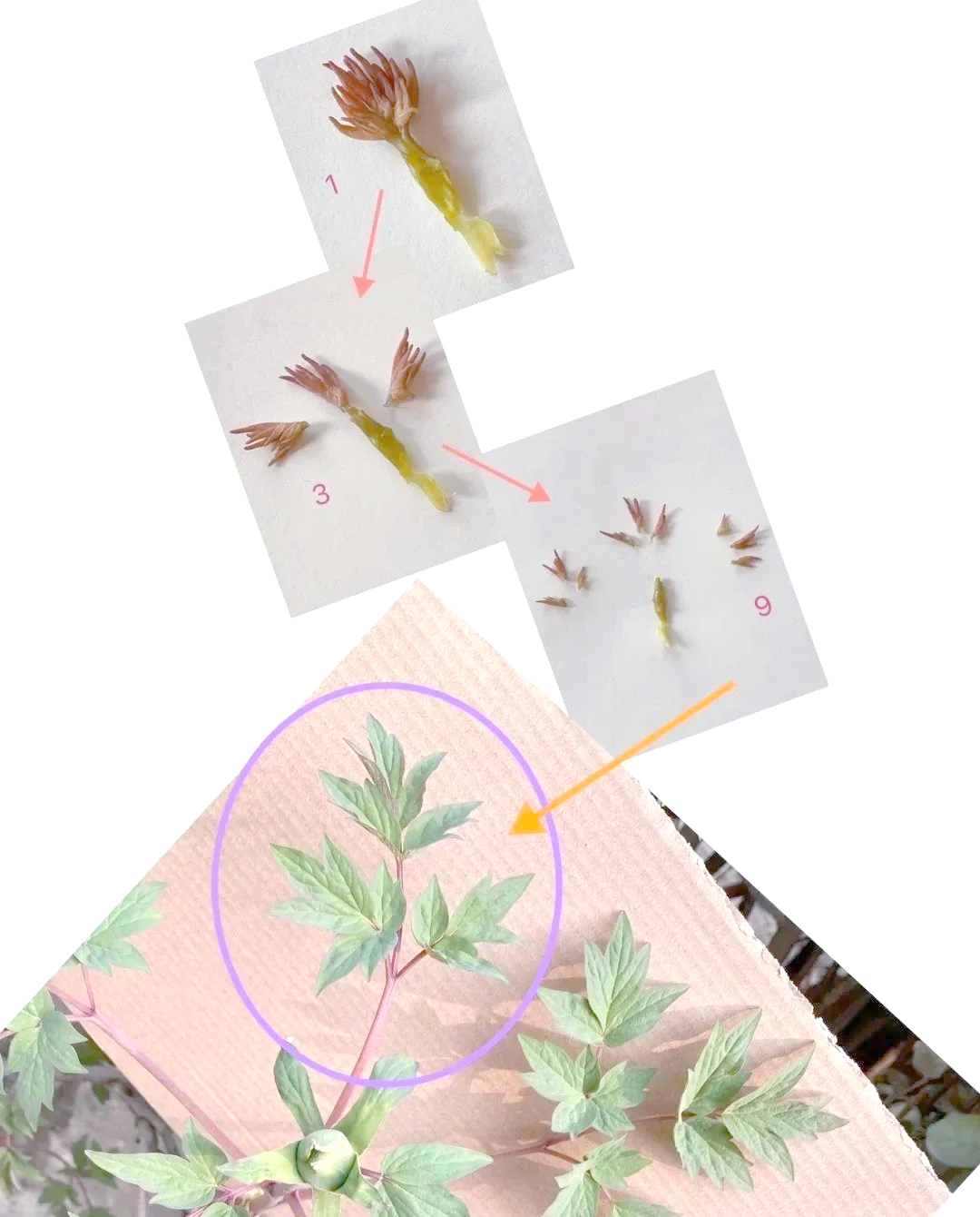 密芽密芽的奥秘与重要性-第1张图片