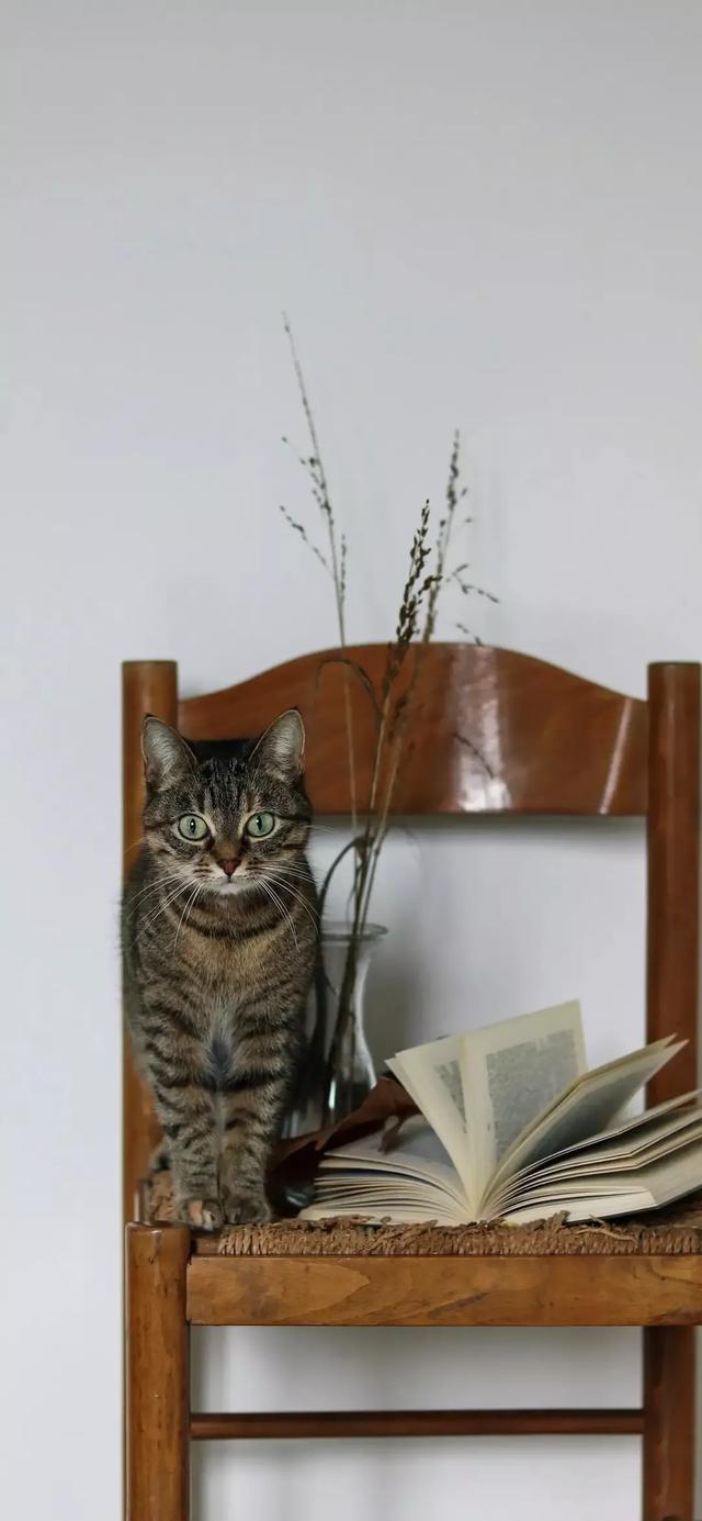 谁可以给我新版猫咪的地址百度贴吧新版猫咪的地址——寻找与探索的旅程-第1张图片