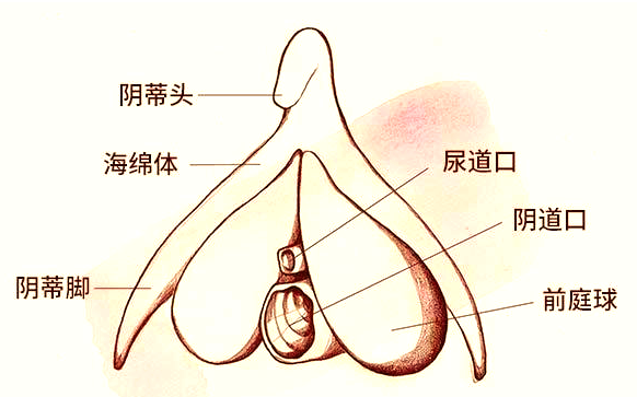 女人下部隐私(不遮挡)女性私密部位健康与护理-第2张图片