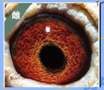搜鸽网，赛鸽爱好者的首选平台-第3张图片
