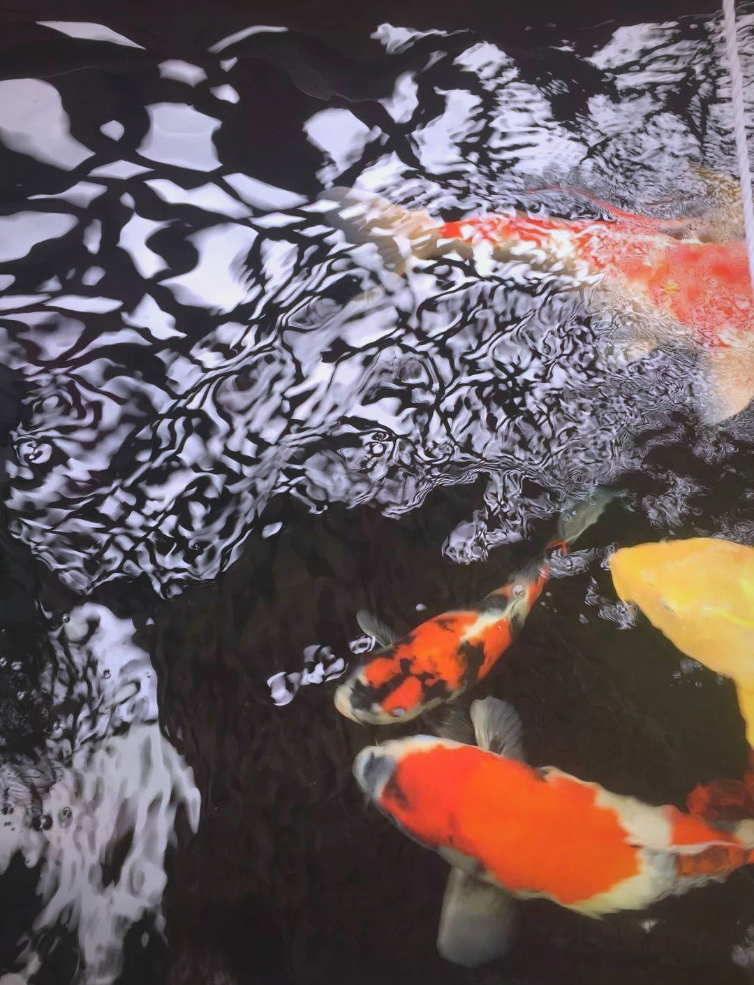 锦鲤吸水的技巧锦鲤吸水，传统与现代交织的神秘现象-第2张图片