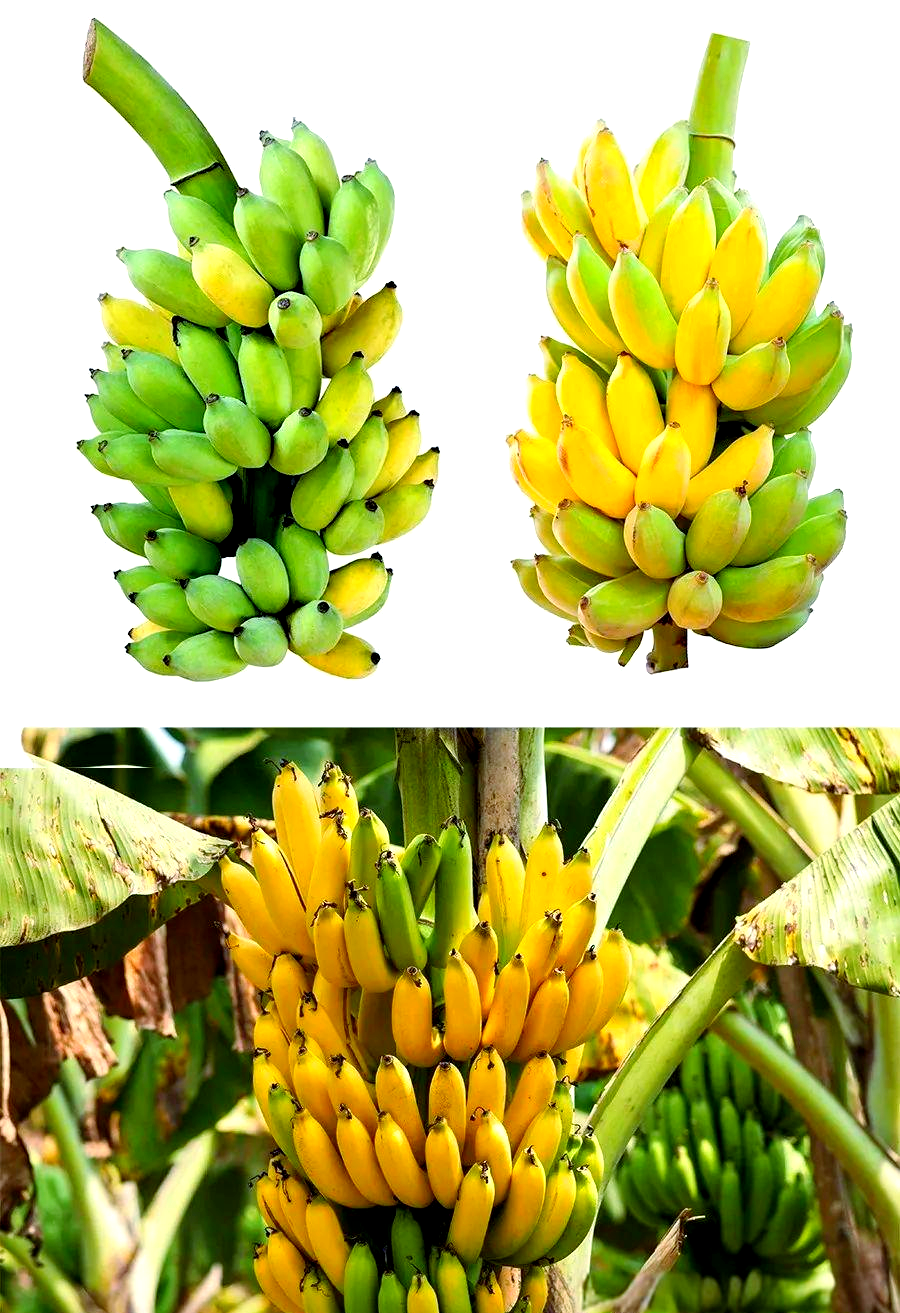 探索水果视频的魅力