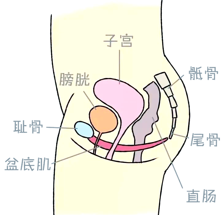 探讨成年女性私密话题，少妇的私密部位特征