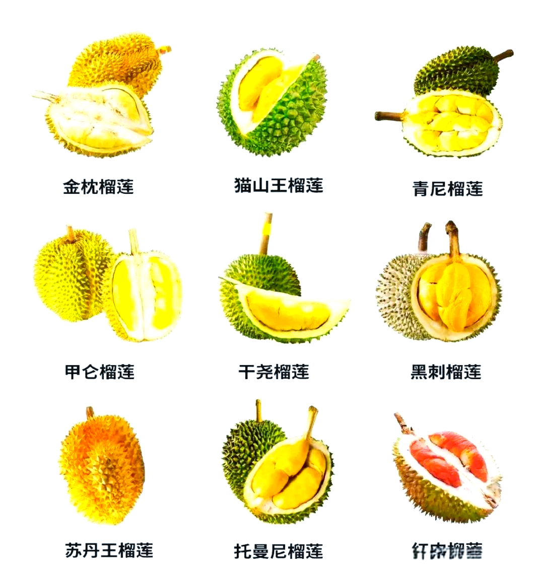 榴莲视频在线高清播放在线观看榴莲视频在线高清播放，探索与体验的旅程