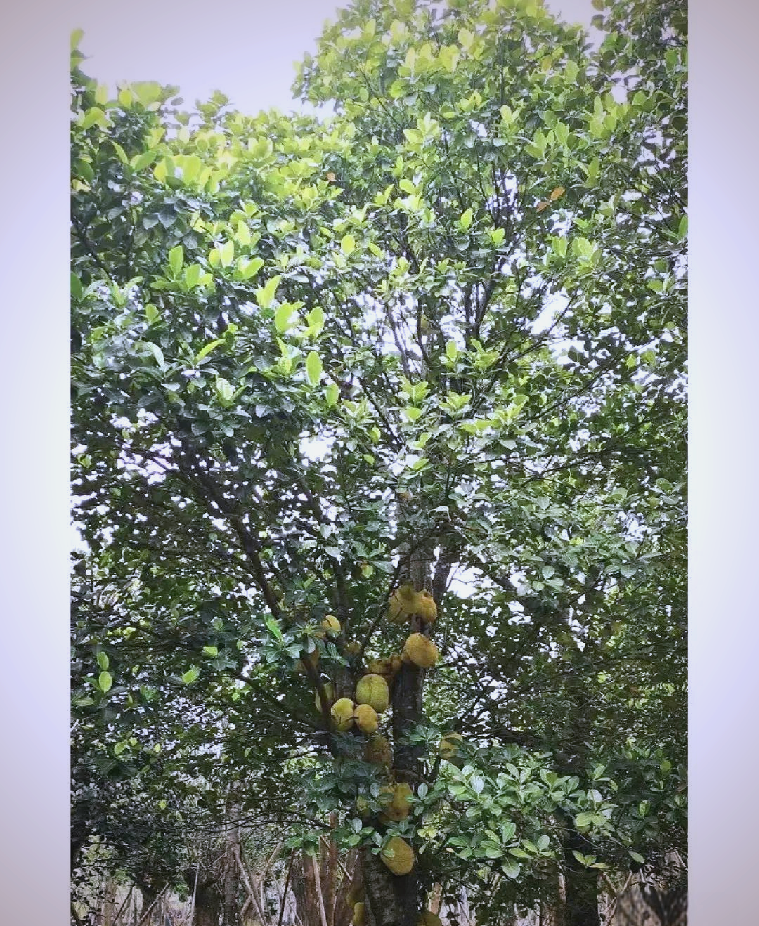 菠萝蜜视频为什么显示网络异常菠萝蜜视频app，探索无限可能的视频体验