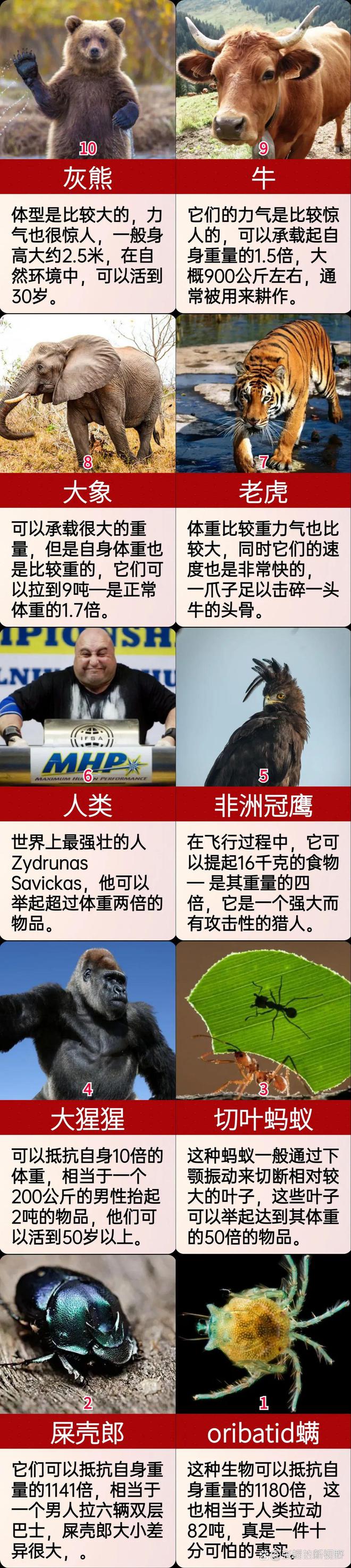 利爪之王利爪之王，丛林中的霸主