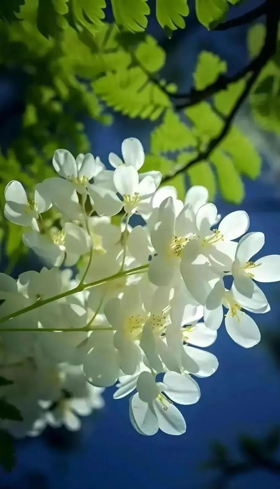 白首太玄经，人生智慧与岁月沉淀-第2张图片