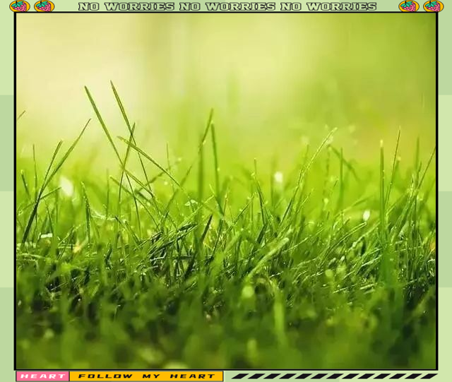 小草在线观看播放小草在线观看播放——探索绿色生活的新方式-第2张图片