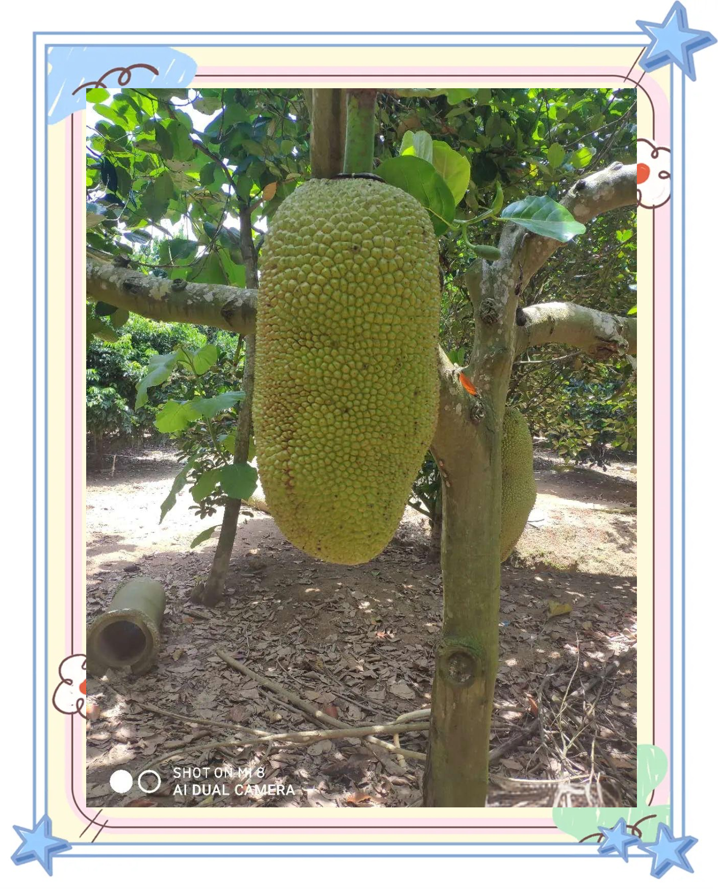 菠萝蜜无限制视频菠萝蜜无限制视频的探索与解析