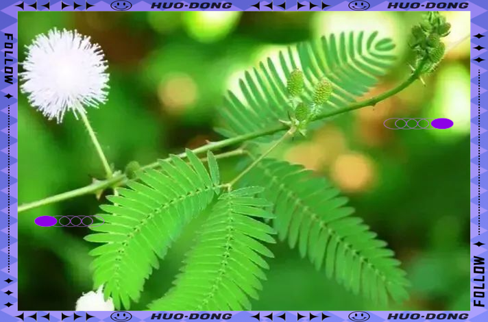 含羞草免费观看含羞草的秘密，免费探索与发现