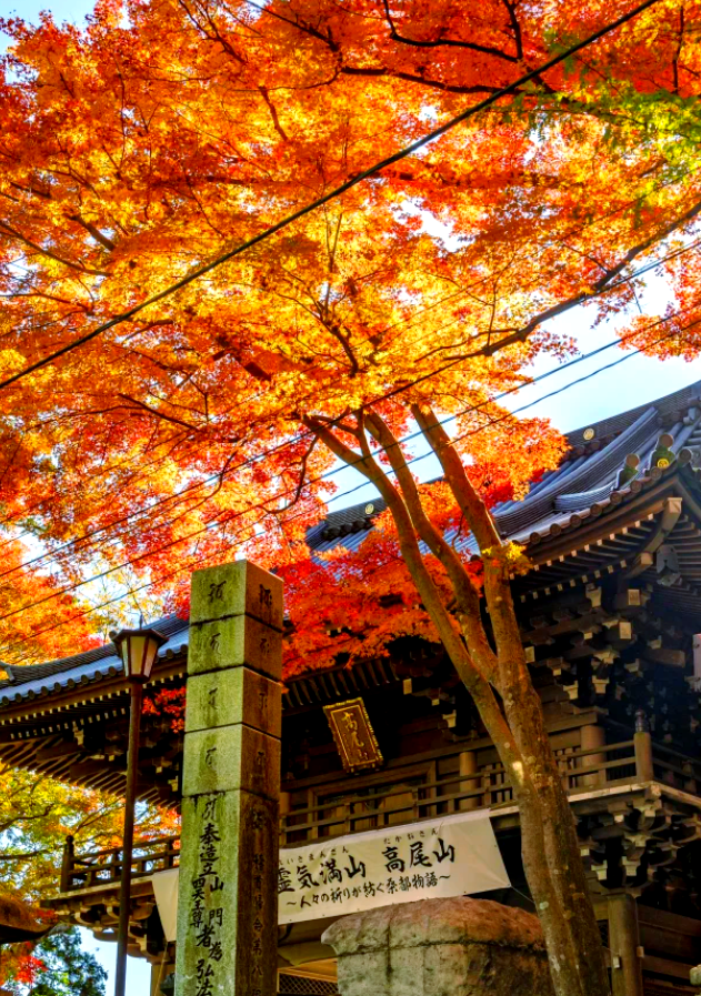 最好看日本免费探索日本之美，免费资源下的视觉盛宴-第2张图片
