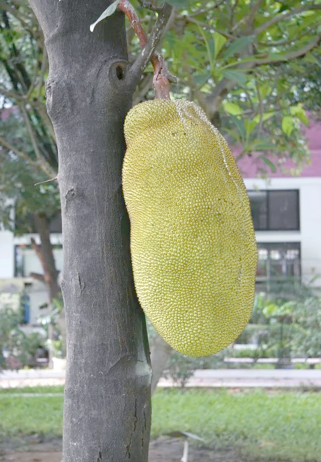 菠萝蜜老版本在线观看菠萝蜜老版本在线观看，怀旧与现代技术的完美结合-第2张图片