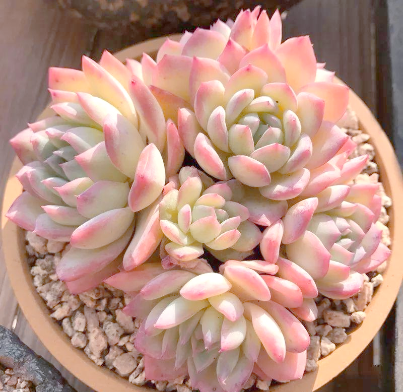 探索1V3多肉植物的魅力-第3张图片