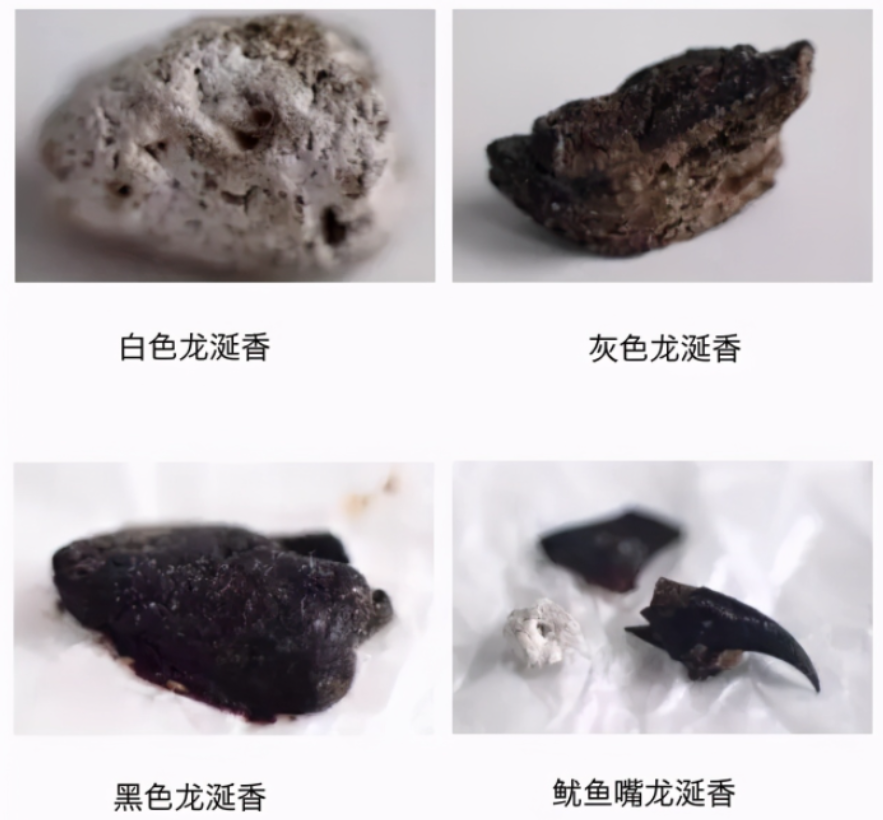 龙涎香来自哪种海洋生物龙涎香，海洋生物的神秘瑰宝-第1张图片