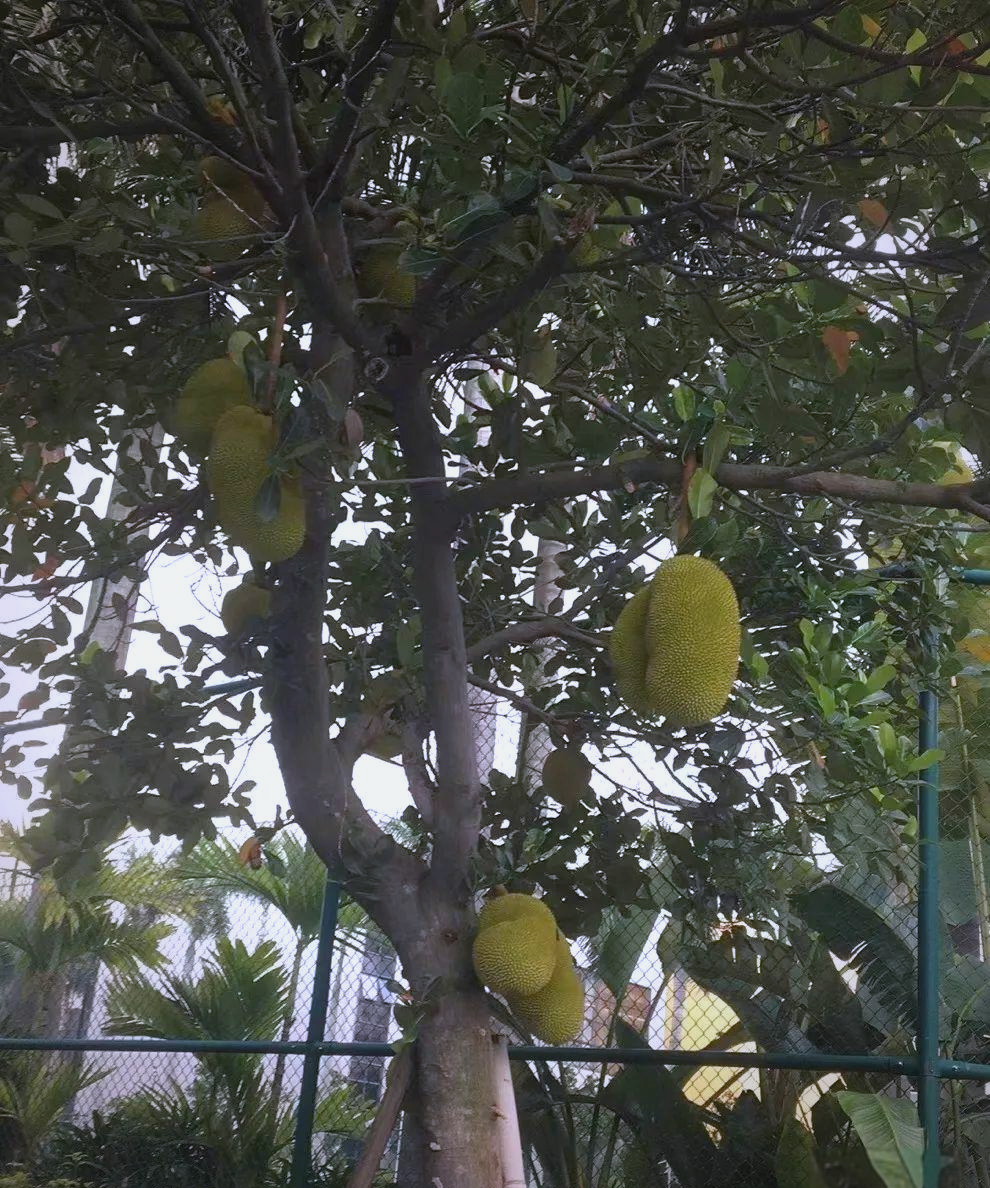 菠萝蜜国际通道一区麻豆的探索与解析-第1张图片