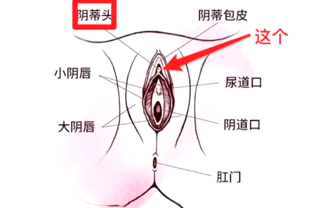 荫蒂被男人添的好舒服探索女性敏感区域——荫蒂的愉悦体验