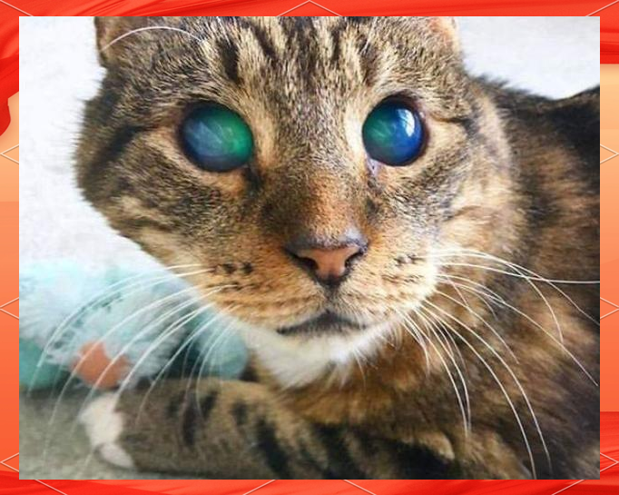 探索猫咪社区app官方在线网页的魅力世界-第3张图片