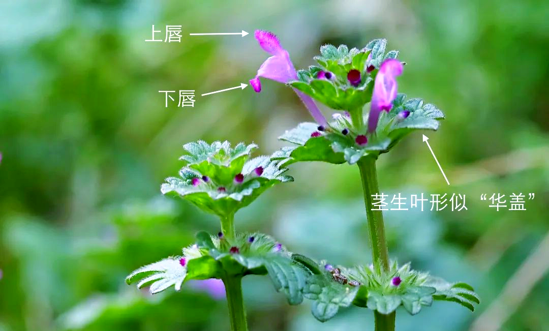 野花高清免费观看完整视频中文版野花之美，高清免费观看完整视频中文版探索之旅-第2张图片