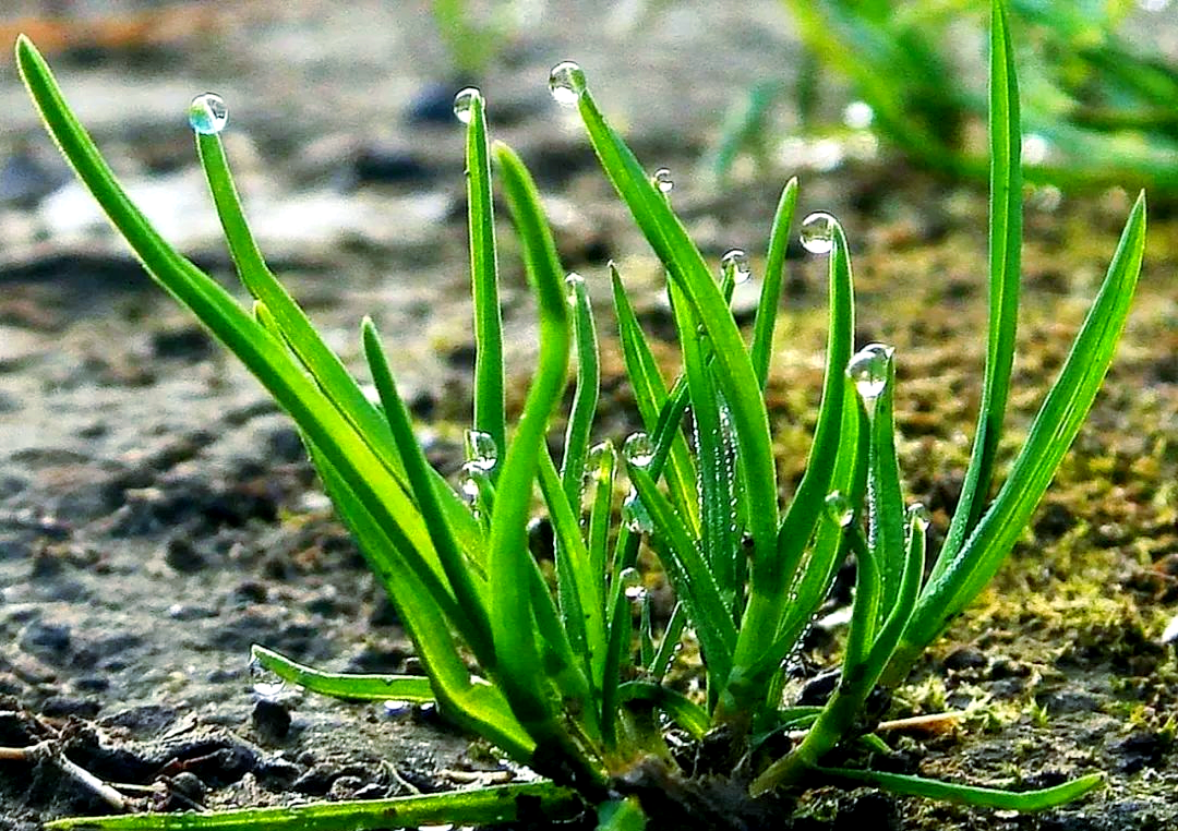 小草在线观看播放小草在线观看播放——探索绿色生活的新方式-第3张图片