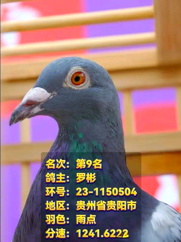天南铜都赛鸽中心秋棚小棚2021年入棚照天南铜都赛鸽中心秋棚小棚的魅力之旅-第3张图片