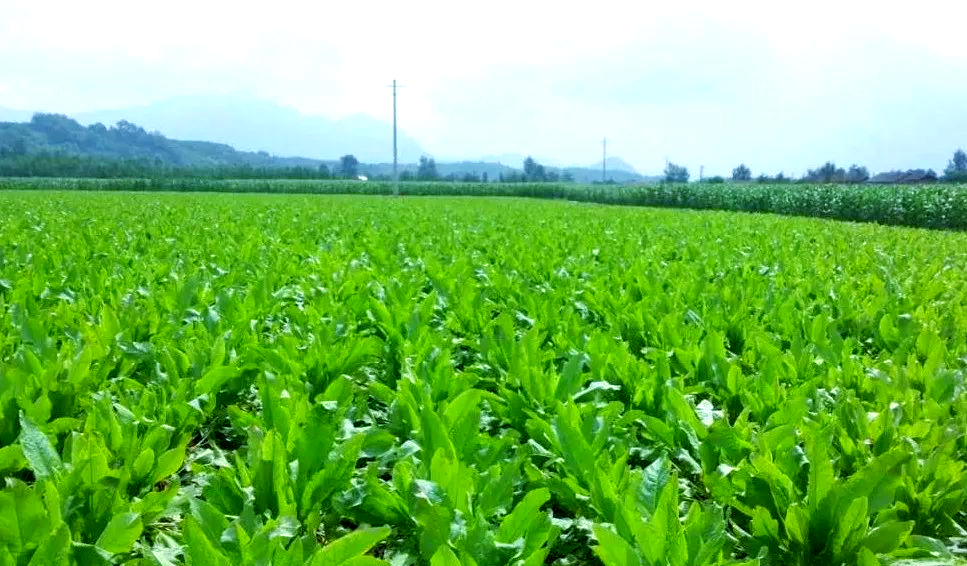 草馏最新草馏最新技术及其应用前景-第1张图片