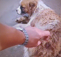狗狗的大东西卡在妈妈BD狗狗的大东西意外卡住，妈妈的智慧与爱心如何解围-第1张图片
