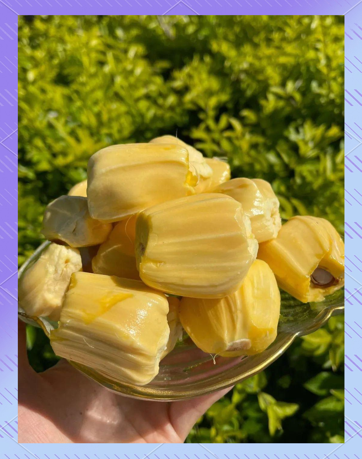 菠萝菠萝蜜视频——免费观看的乐趣-第2张图片