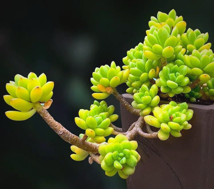 古文之美与多肉植物的1对N和谐共生-第2张图片